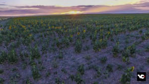 DJI_0010